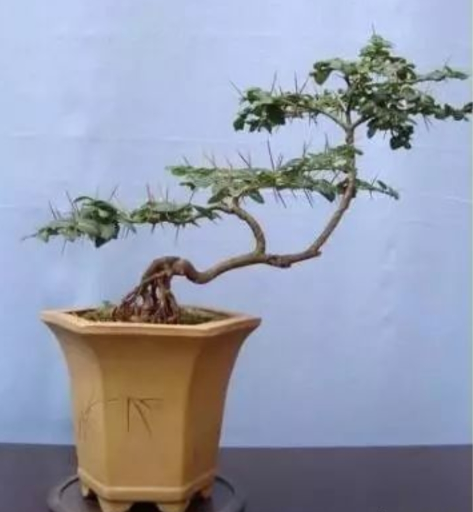 精巧玲珑的虎刺盆景,花,叶,果,姿兼美,全株可入药,较难养护