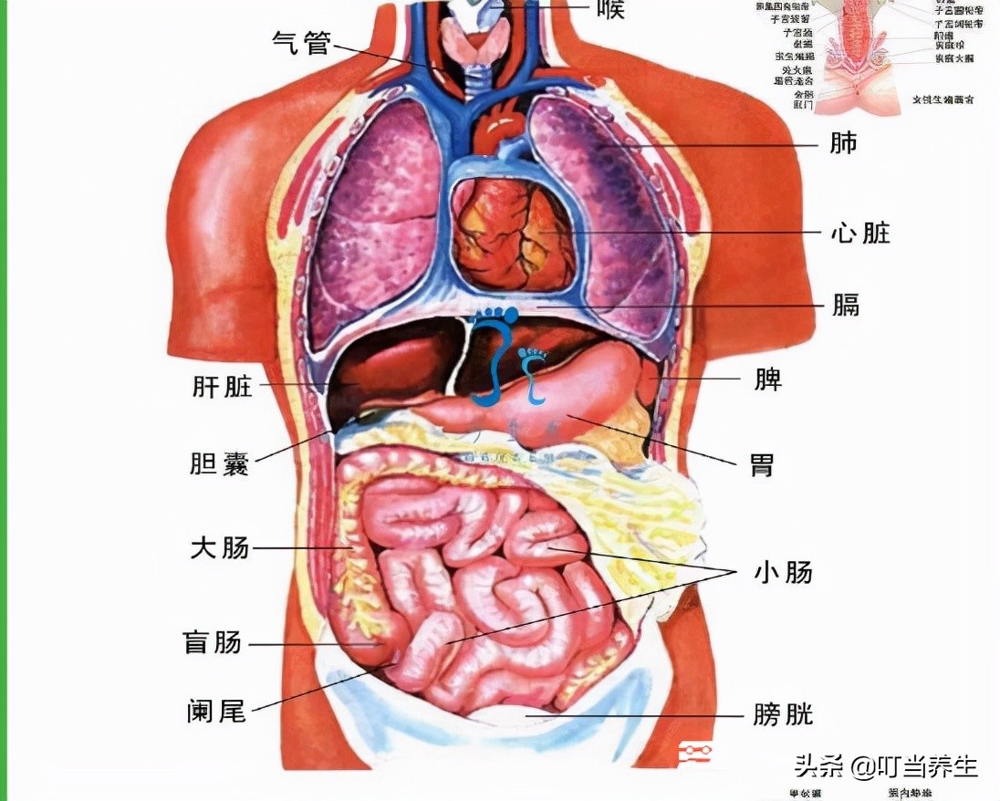 人体器官分布图位置 五脏六腑