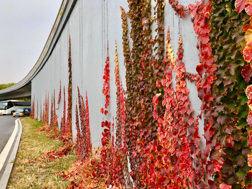 3种花要慎养，一旦扎根，很难清除