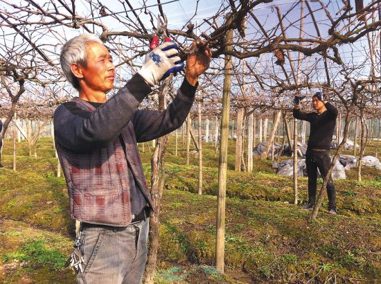 葡萄修剪时间和方法(葡萄树的修剪注意事项)
