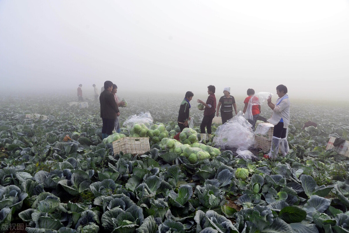 甘蓝2毛一斤，土豆堆积没人要，一车生菜30元，菜贱伤农，该咋办