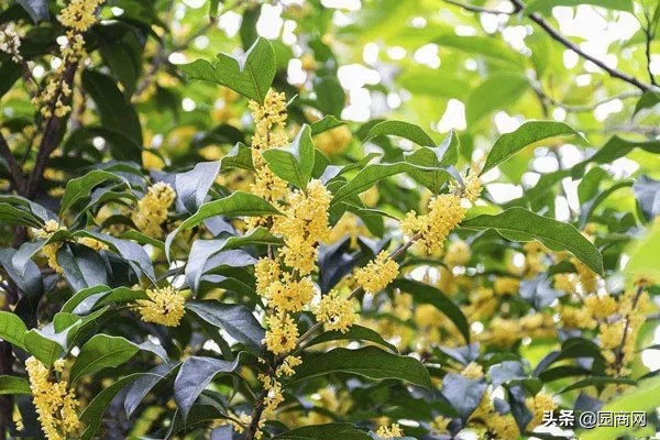 这8种树绿化效果好，又是难得的蜜源植物，花蜜营养价值极高