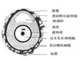 卵泡大小正常范围是多少？什么样子的卵泡才算优质卵泡？