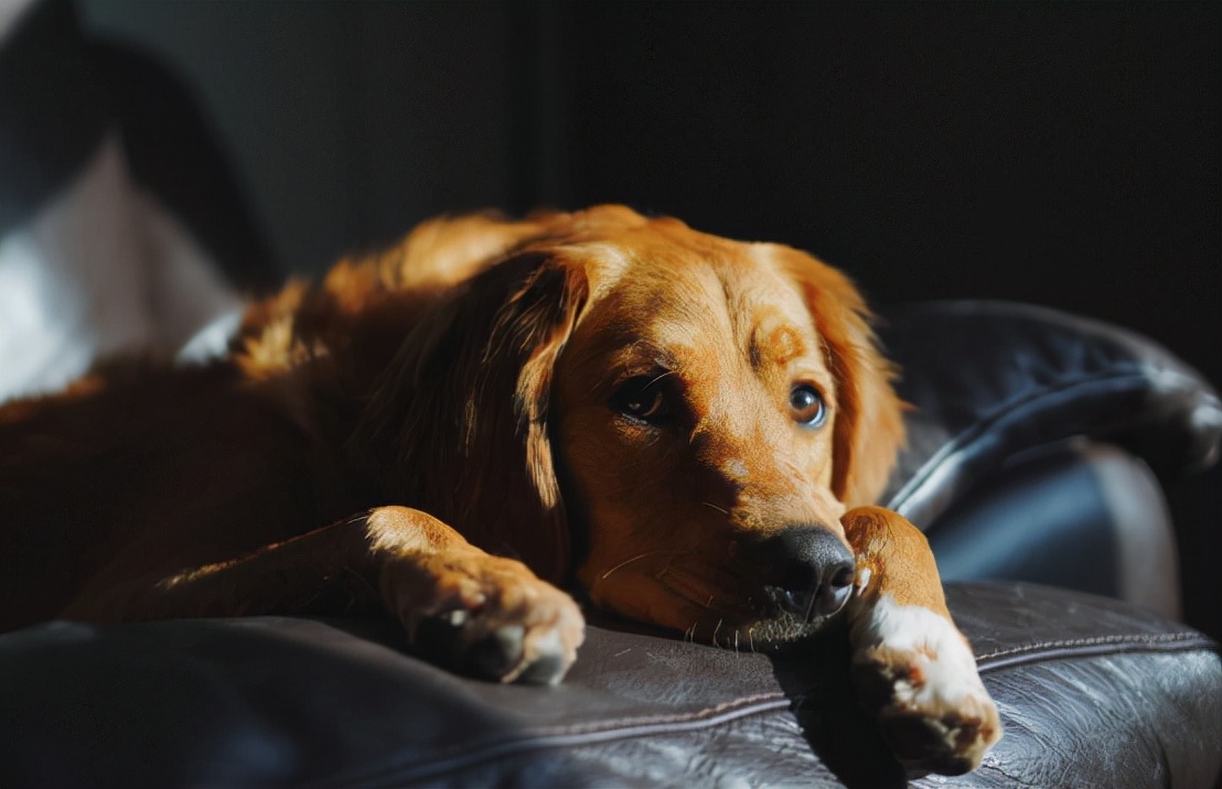 狗看见不干净东西举动(狗狗会突然对着空气狂吠)