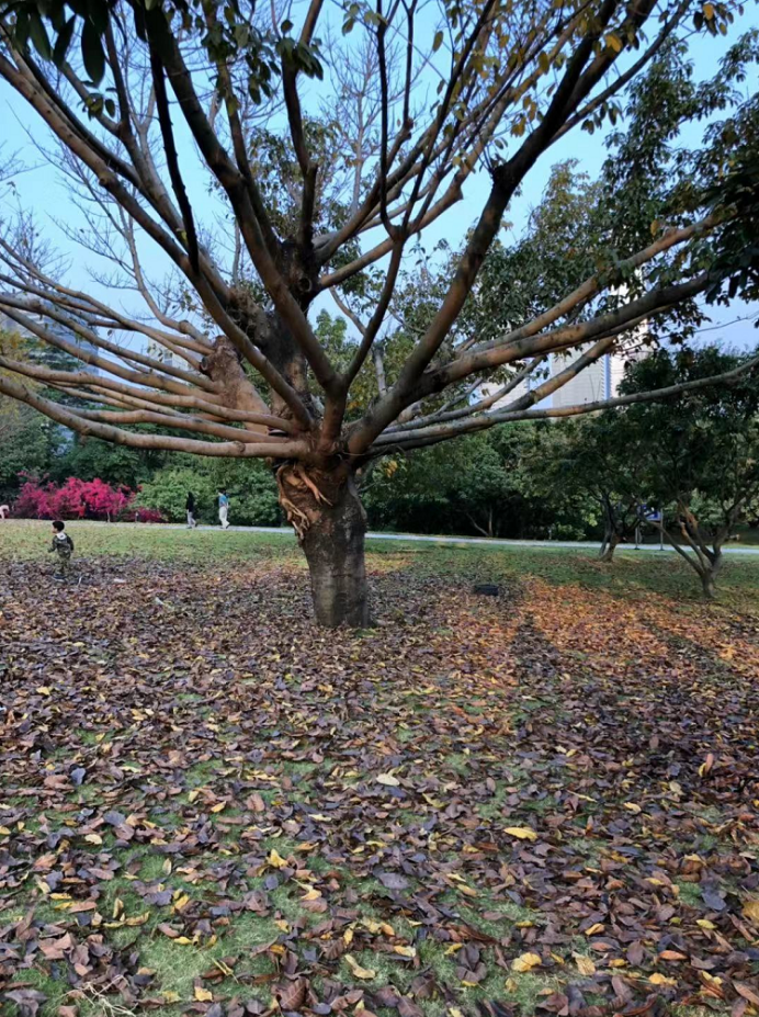 在哪里上大学可以去上市公司实习？平民生活角度看深圳-深圳大学