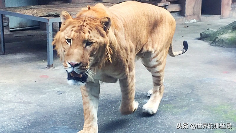 东北虎是几级保护动物,熊猫是几级保护动物