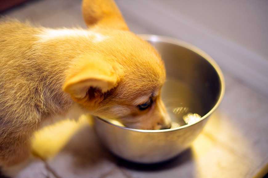 狗碗种类五花八门，主人选不好，可能会导致狗狗细菌感染与中毒