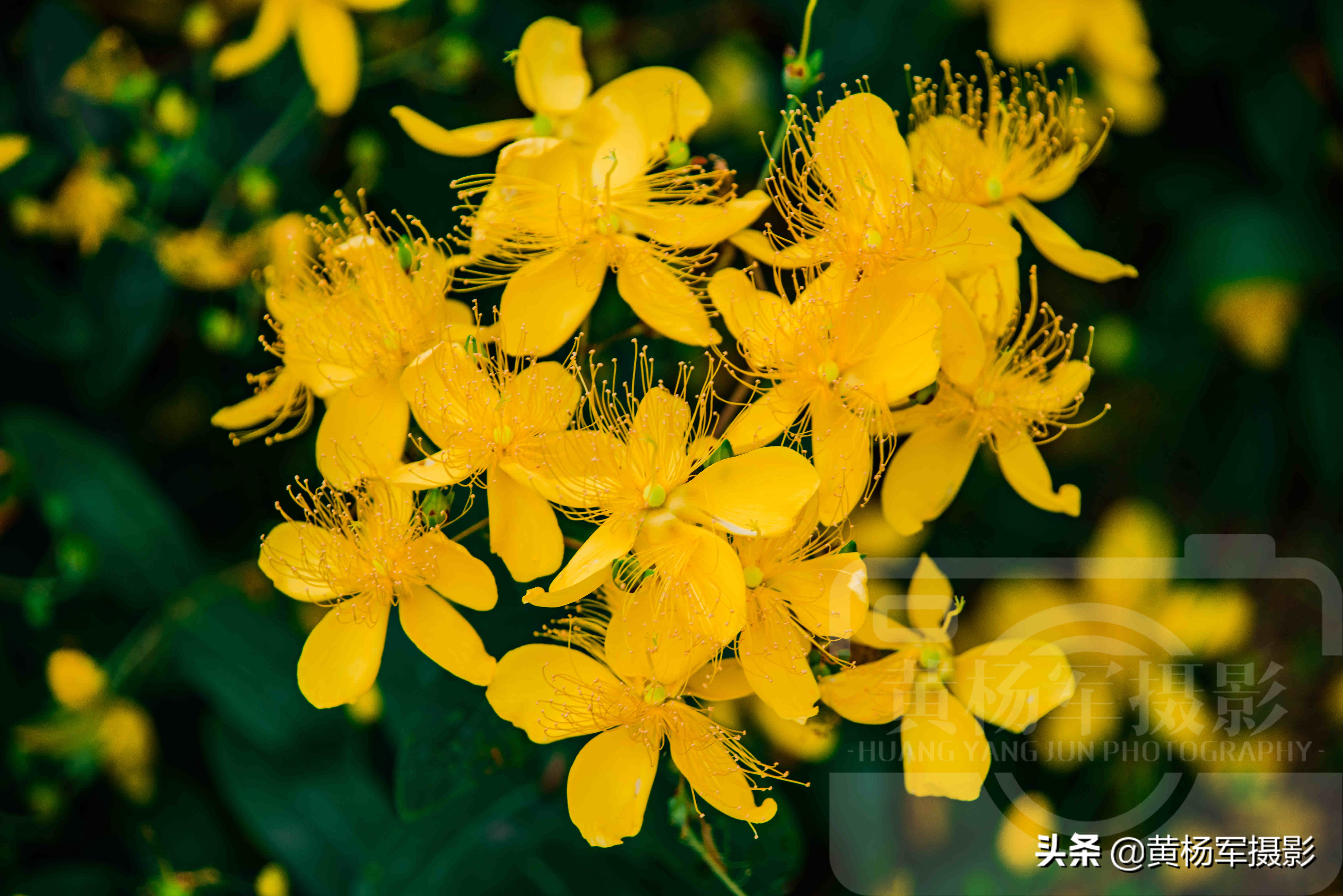 遇见金丝桃花盛开的美丽，绚烂多姿，金灿灿的花朵惹人喜爱的娇美