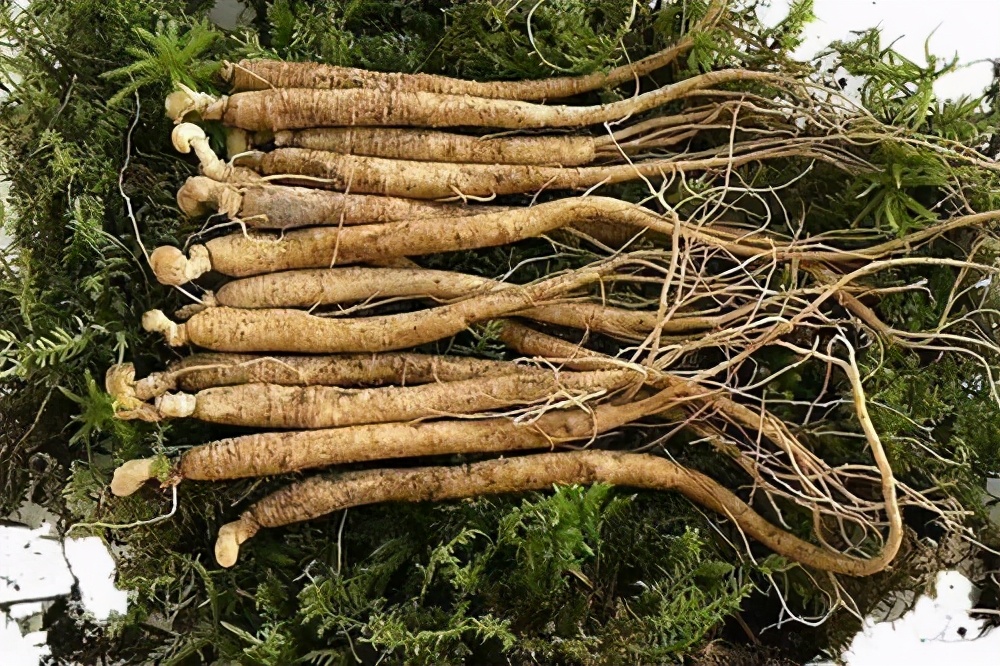 中国名贵植物药材，作用广泛数量稀少，看看你认识几种？