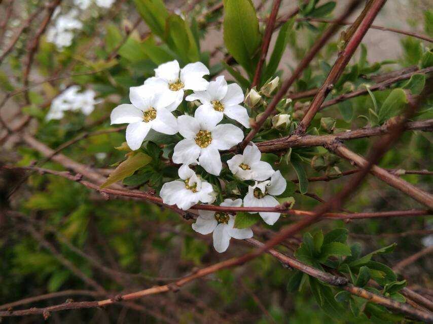 10种花,零下10℃也能过冬,长势一点不输南方
