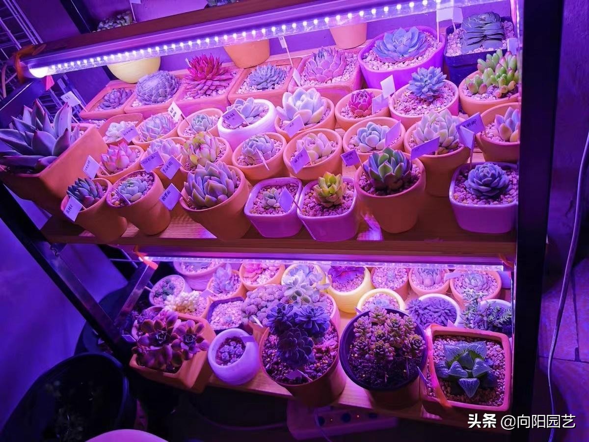 植物补光灯有效果吗（补光灯使用攻略正确应用更健康）