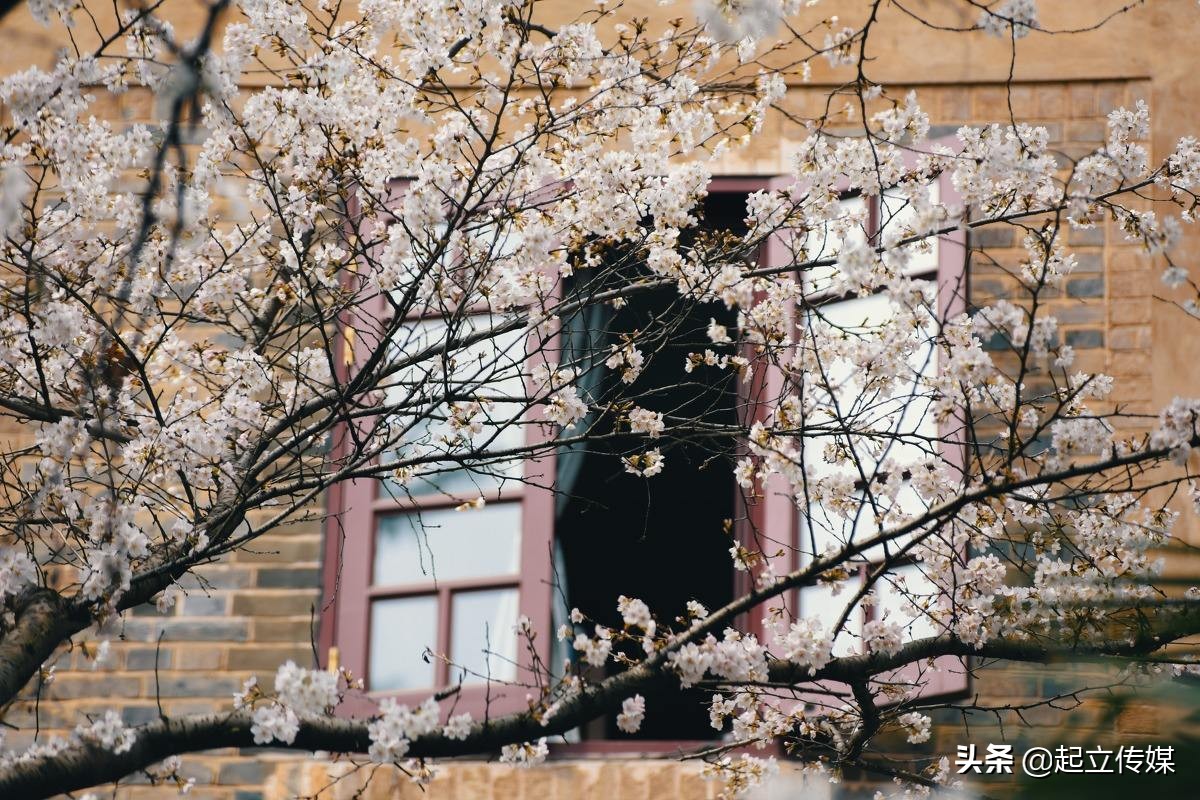 清华二校门、武大的樱花，大学里标志性风景，你认为哪个最好看？