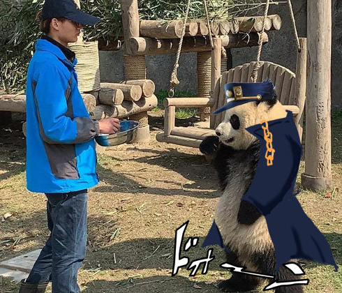 网友吐槽熊猫像EVA的明日香，之前还被吐槽像JOJO