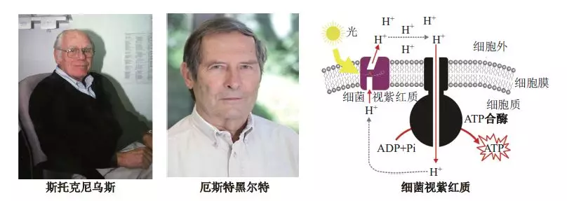 光遗传学背后的科学家们