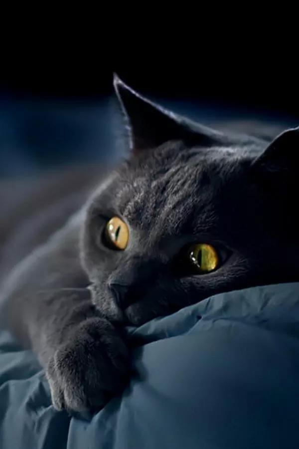 「极致黑猫」黑色炫酷,霸气高冷,个性冷酷~黑色猫咪高清无水印