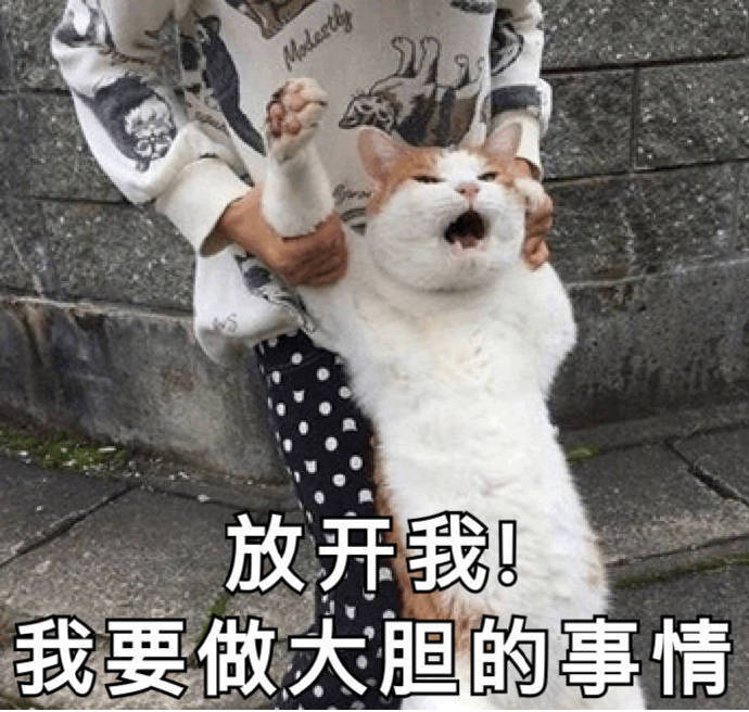 猫咪表情包合集｜老子可爱吗？