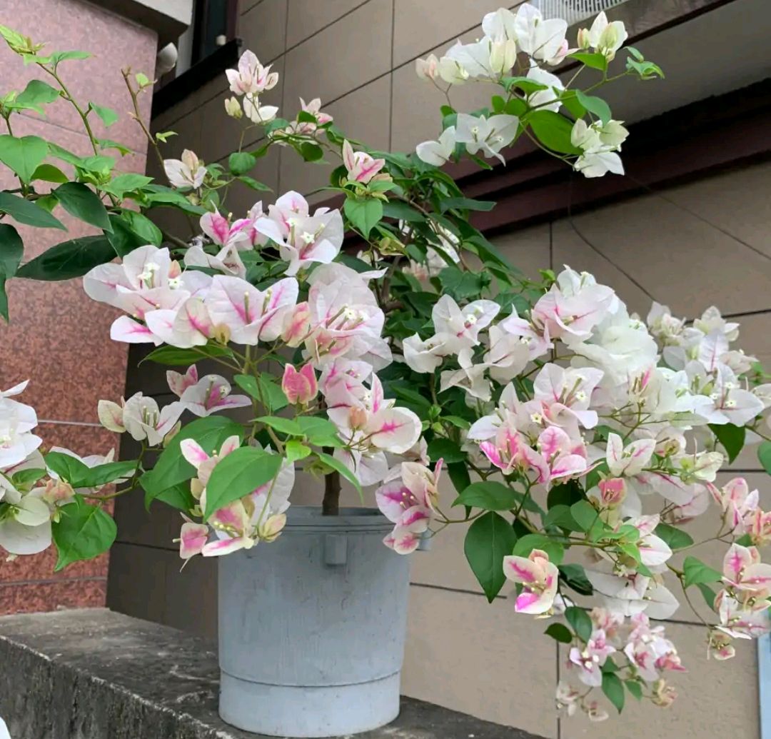 人养花，花亦滋养着人！100种室内盆栽花草图鉴，有您喜欢的吗？