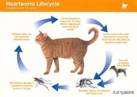 怀疑猫咪有寄生虫，铲屎官如何排查？