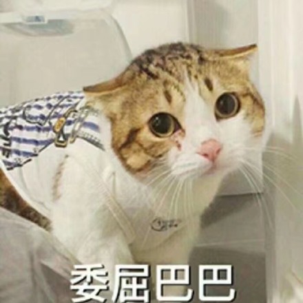 猫咪委屈表情包合集