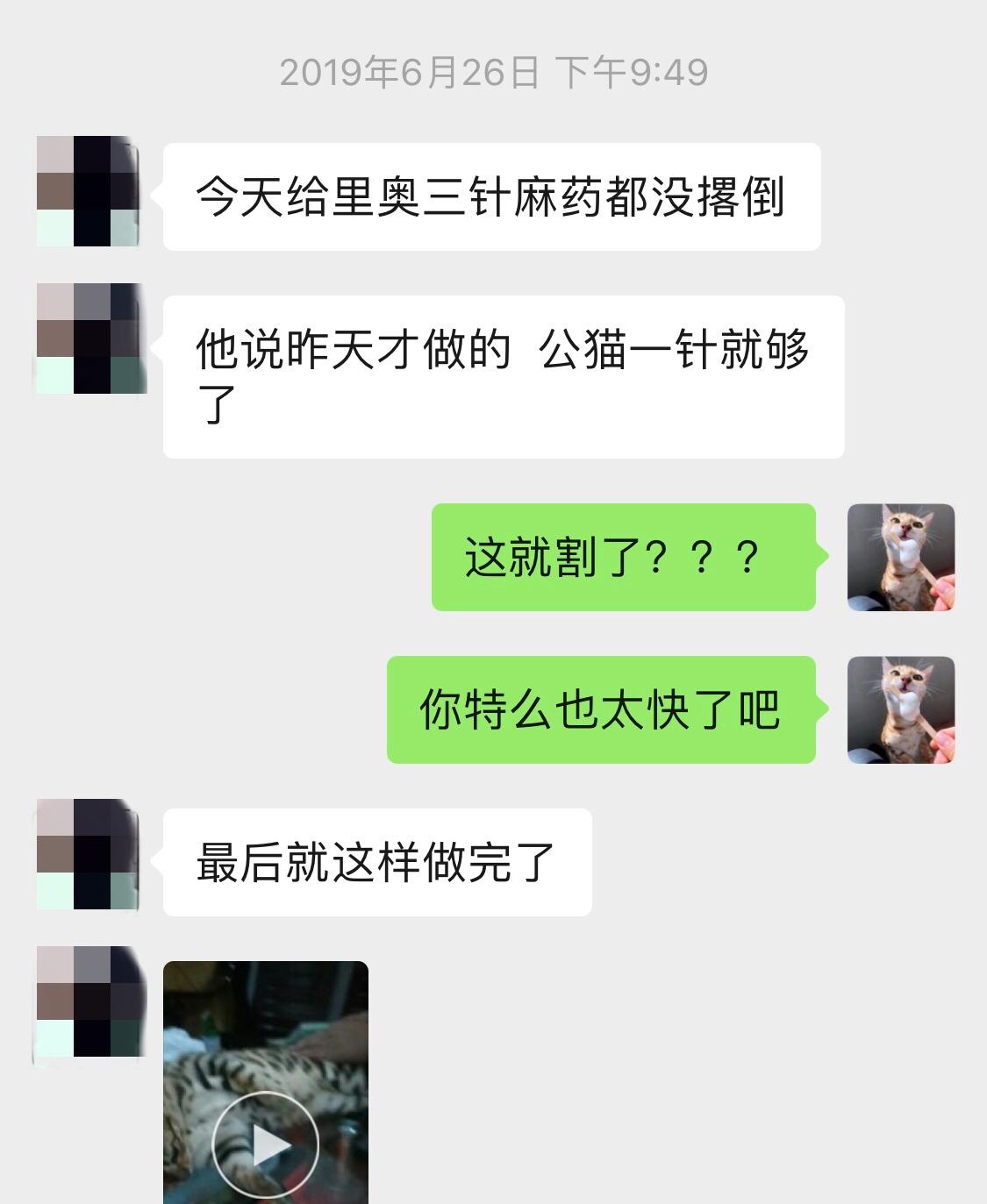 公猫绝育太早，会影响骨骼发育，一旦骨骼出问题，手术费3万起