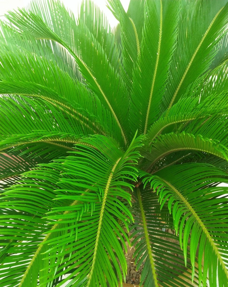 铁树用什么肥料比较好关于铁树施肥问题讲解