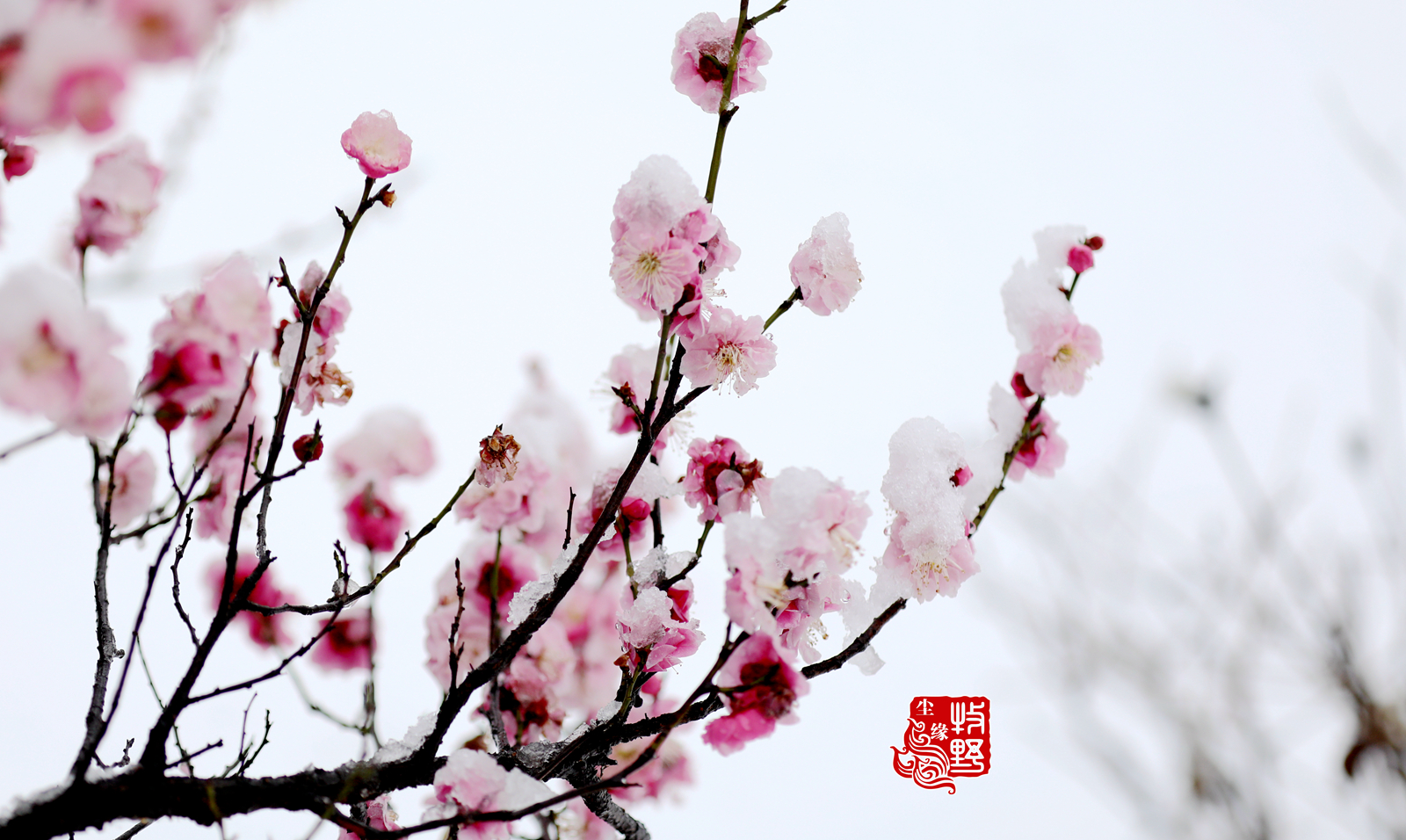 迎雪吐艳,临沂大学傲雪红梅惊艳了2020年第三场雪