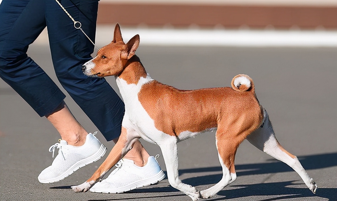 巴仙吉犬,巴仙吉犬的优点和缺点