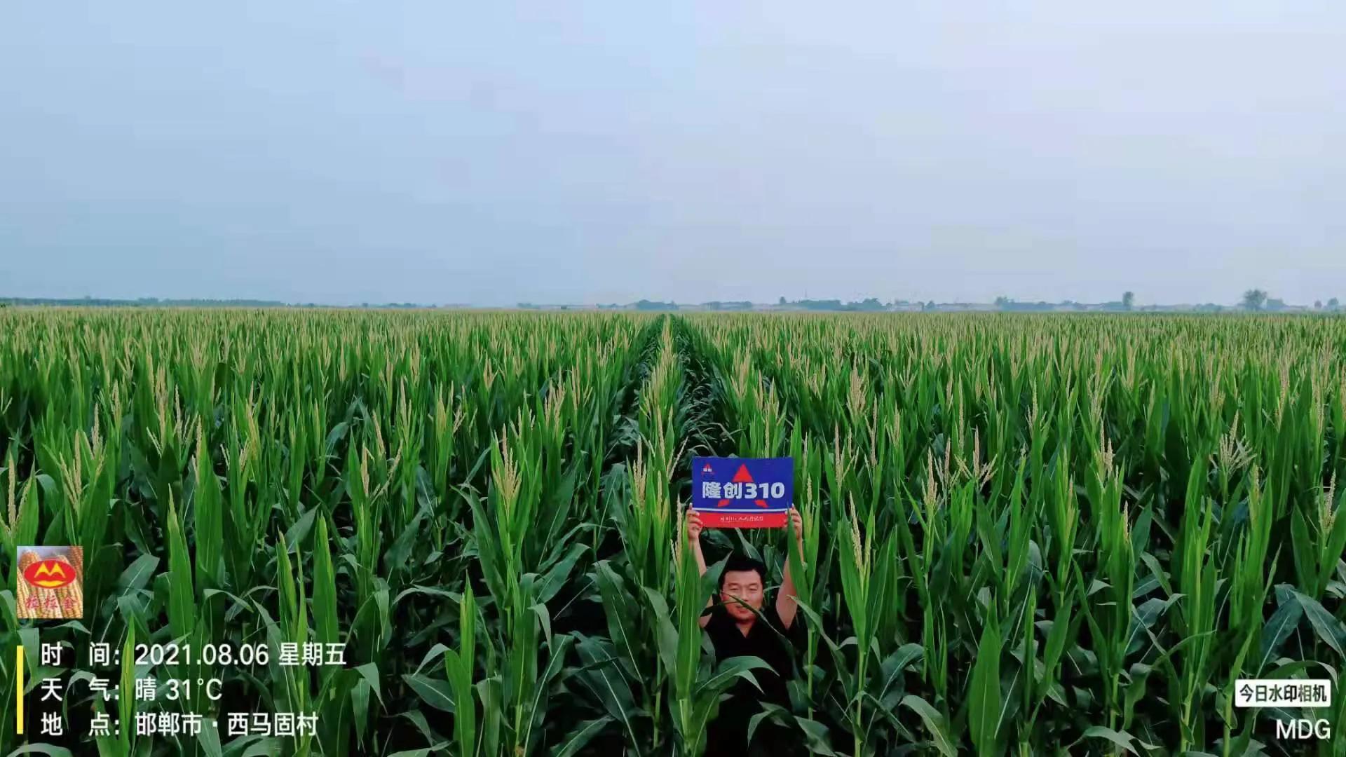 历经大灾害 打造大品种 迎接大时代—隆创310:超级玉米龙头新品种呼之