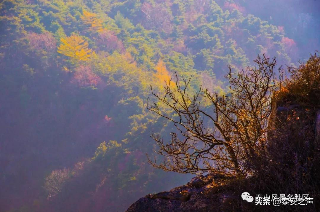 深秋泰山：一年好景君须记，最是橙黄橘绿时