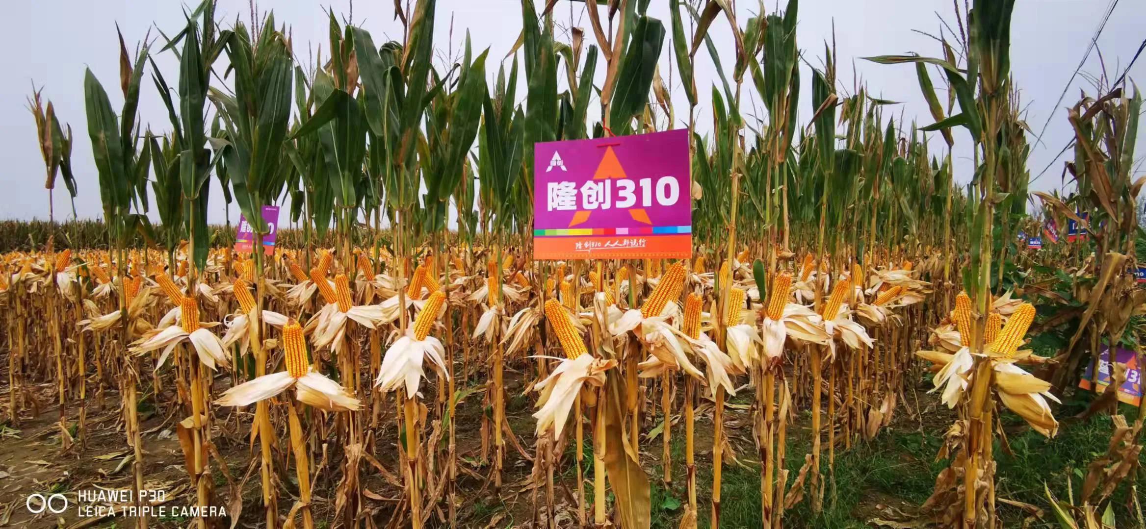 历经大灾害 打造大品种 迎接大时代—隆创310:超级玉米龙头新品种呼之
