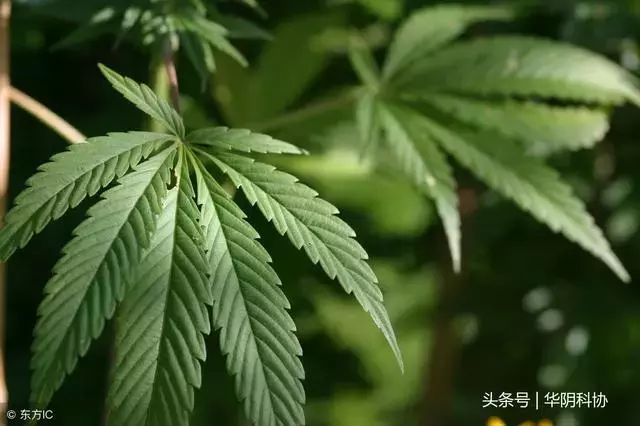 六大毒品及其危害——远离毒品，给自己一个健康的人生