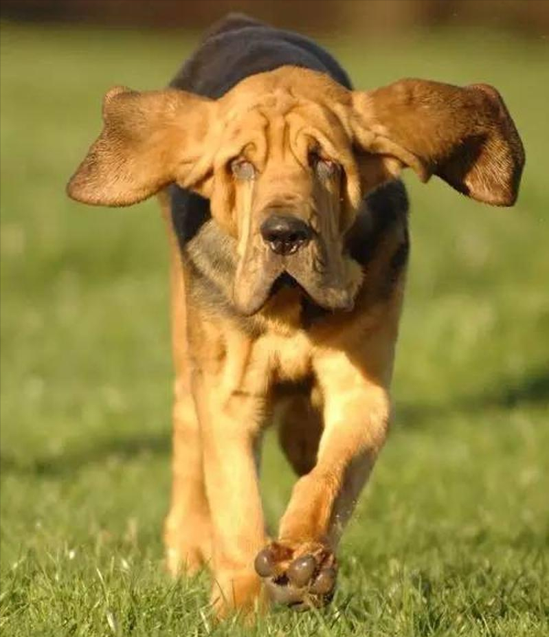 世界上最好的追踪犬——寻血猎犬