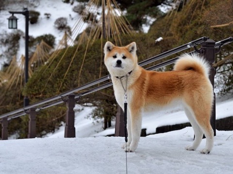 秋田犬的价格(秋田犬 价格百科