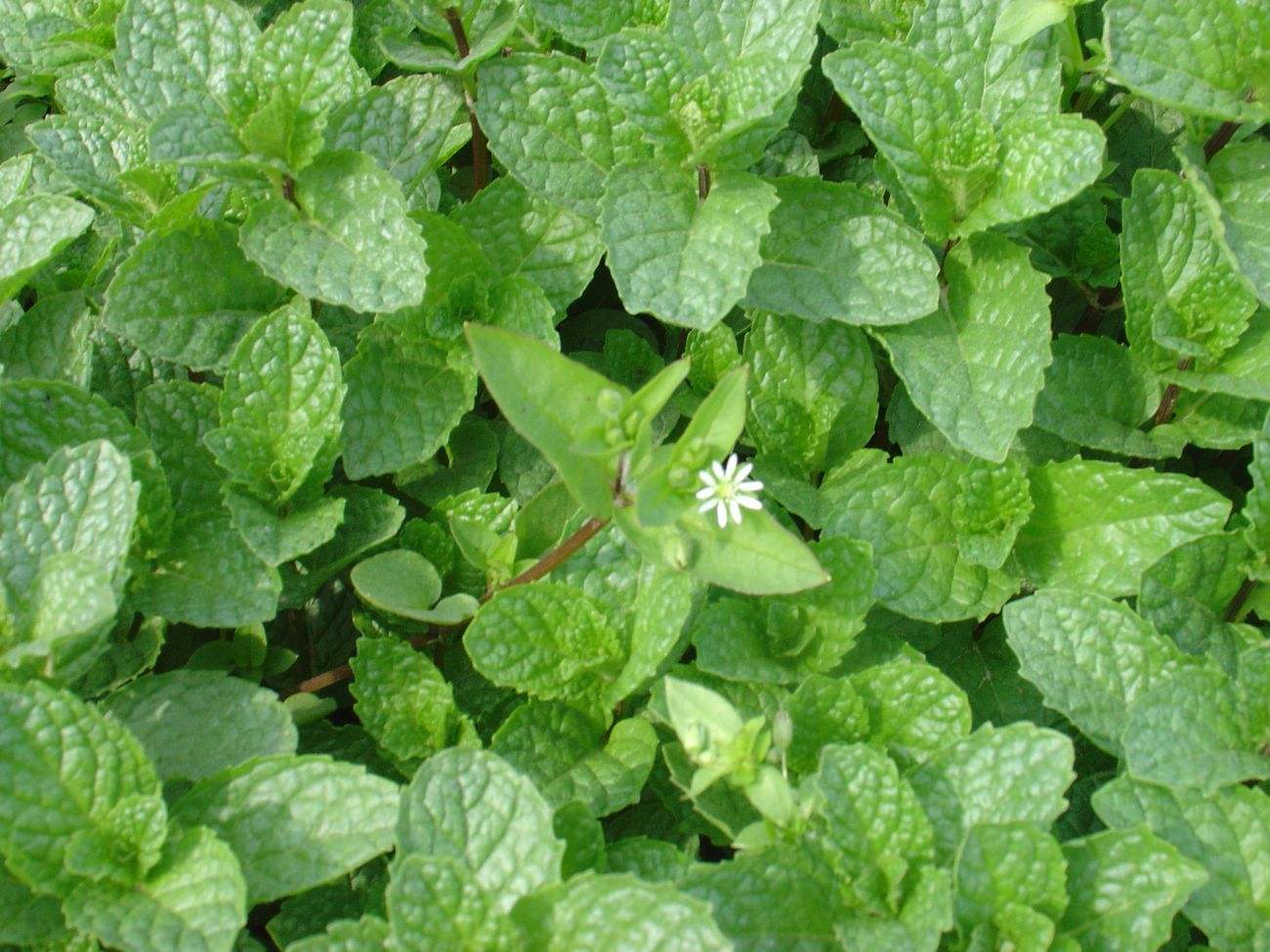 麝香菜的功效与作用-我的快乐小窝