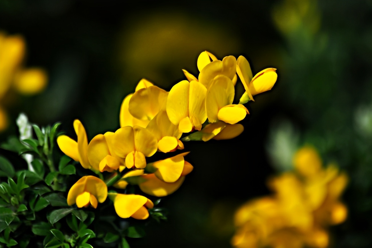 开花颜值高的黄金雀,养护简单,能盆栽能地栽,非常适合新手