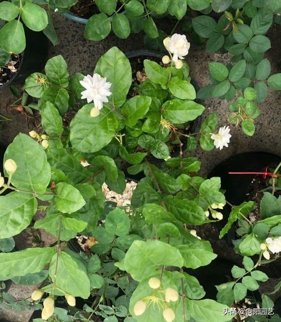 茉莉花几月份开花（茉莉迎来花期花香飘3里）