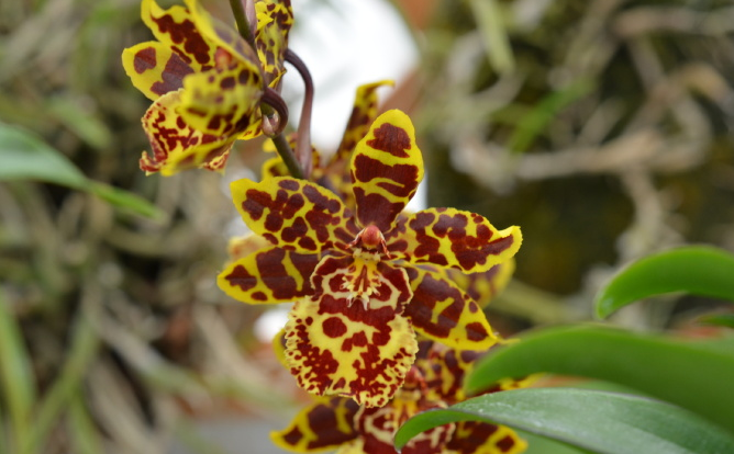 豹纹花的含义 _飞翔号