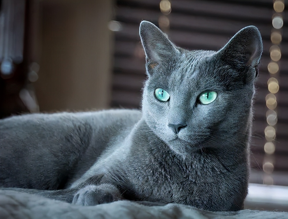 西伯利亚森林猫日本短尾猫巴厘猫土耳其安格拉猫褴褛猫东奇尼猫马恩岛