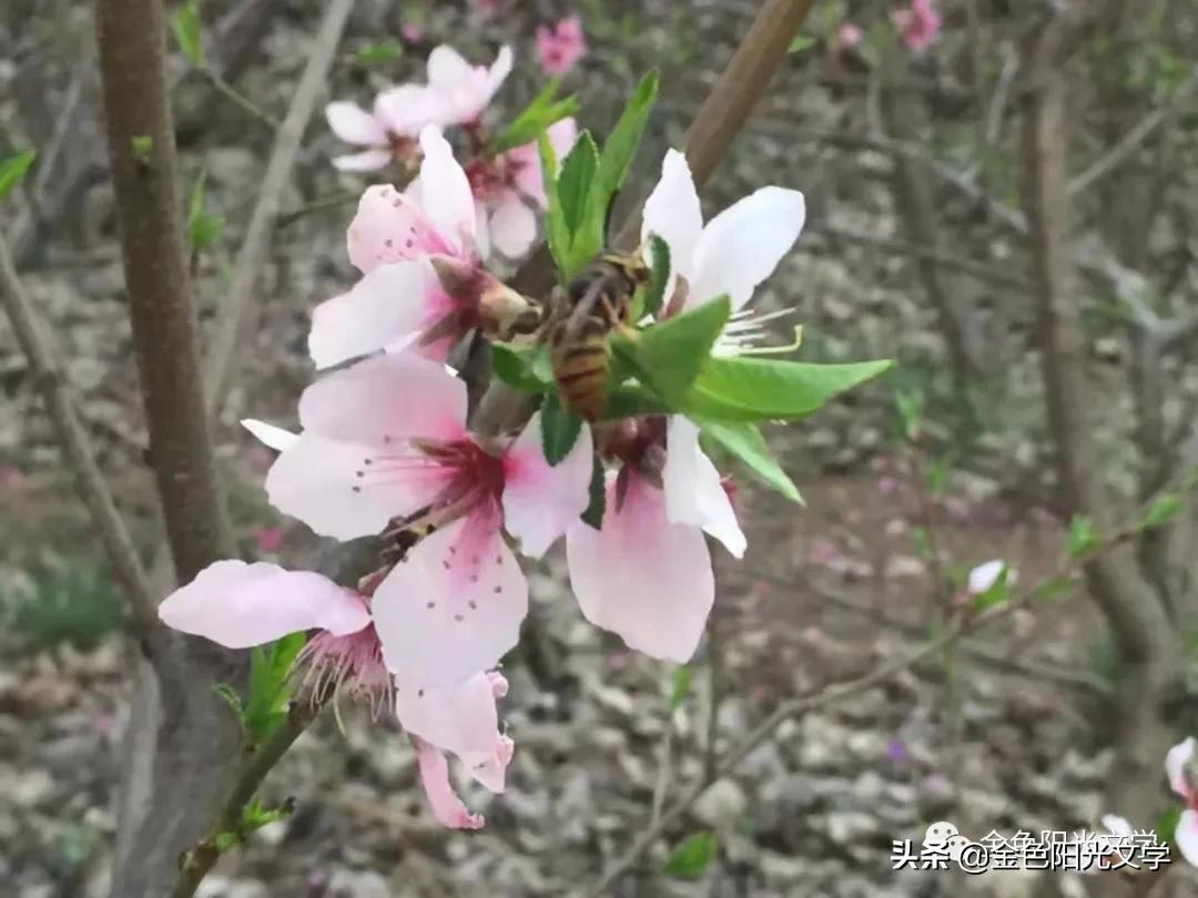 日 记 17 则