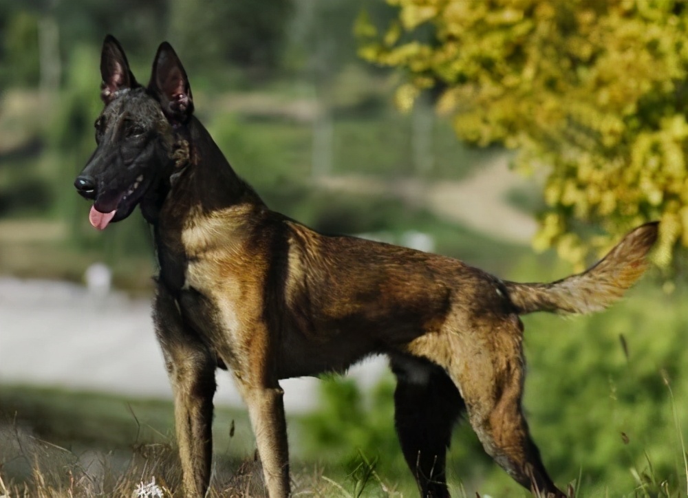 马犬,养过的人才知道,它有多优秀