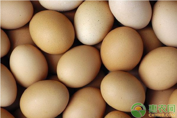 今日鸡蛋价格多少钱一斤？2020年2月25日鸡蛋价格走势预测