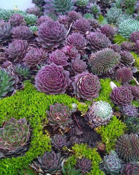 多肉长生草,石头缝里都能长,零下20度冻不死!