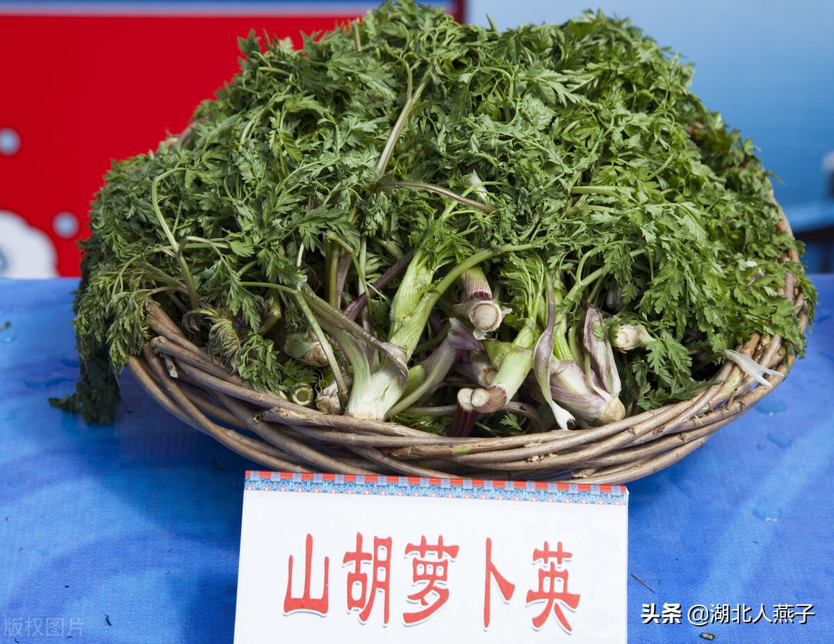 农村能吃的野菜100种大全(教你认识100种野菜和吃法)