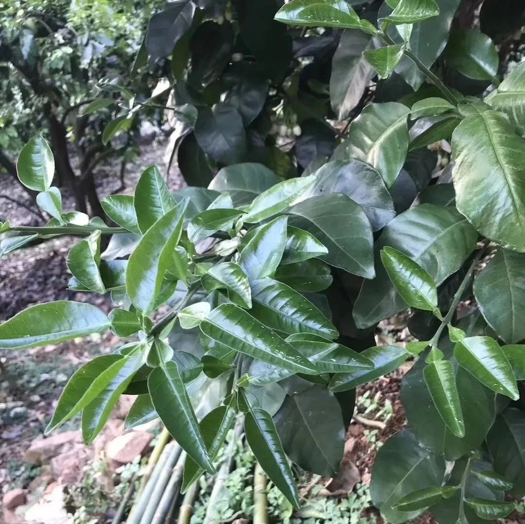 冬肥备了吗？80元一包还包邮的大牌有机生物菌肥来看看