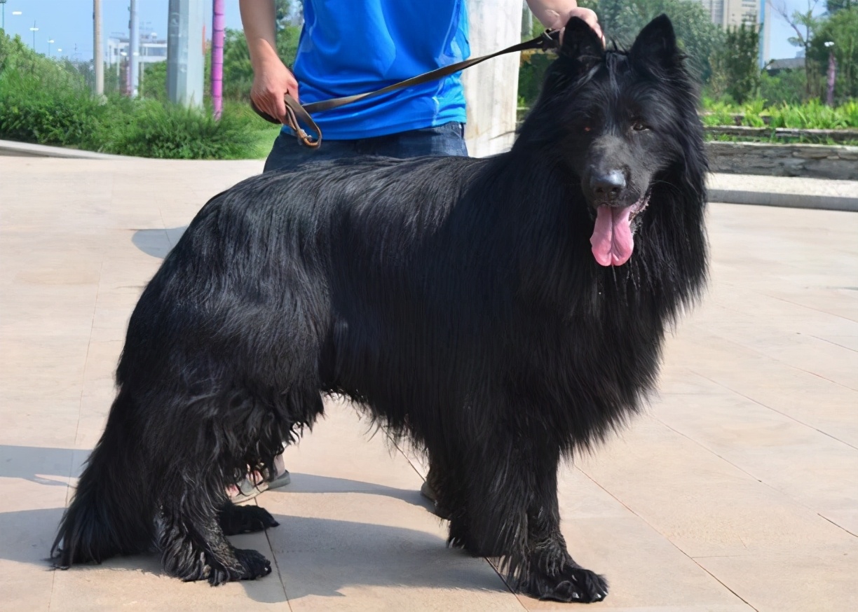 这6种“黑色”狗狗，都是很稀有的，你见过几种？