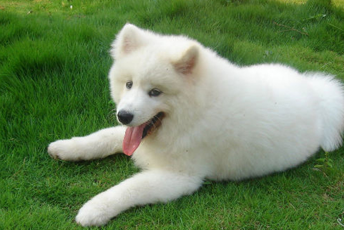 想养中大型犬?推荐这6种狗狗,好看又温顺