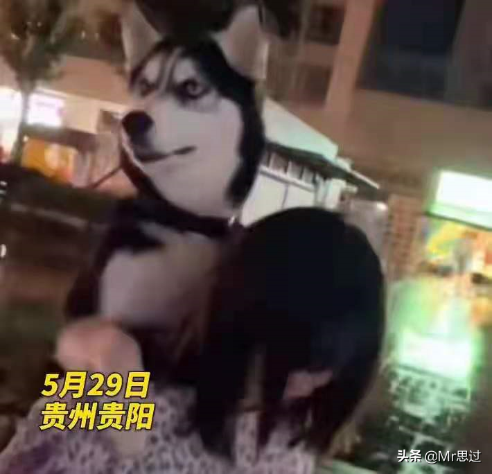 致爱狗人士：狗确实是人类的好朋友，但是希望你们可以理智爱狗
