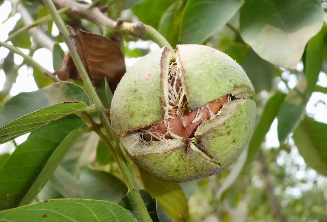 核桃面临的问题