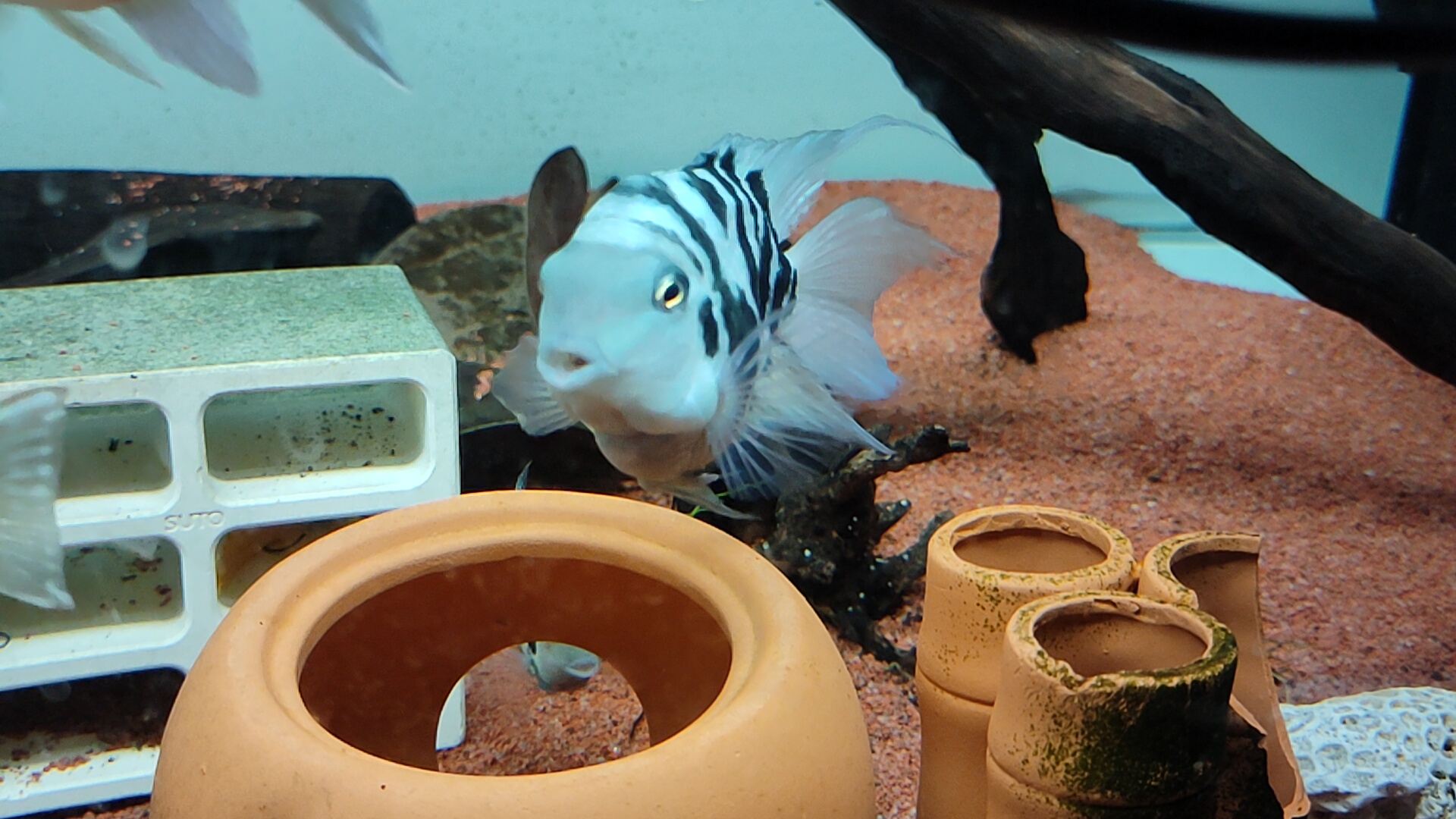 迷你鹦鹉鱼公母区分和繁殖