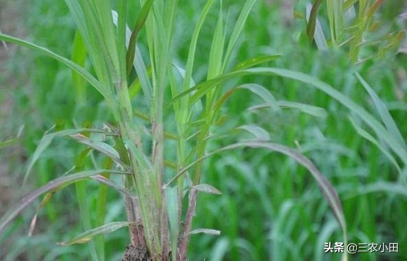 种植一次收益多年，农民种它“钱”景好，有想法的朋友已看到商机